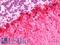 Fatty Acid Binding Protein 7 antibody, LS-B11797, Lifespan Biosciences, Immunohistochemistry paraffin image 