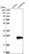 Trafficking Protein Particle Complex 3 antibody, PA5-55841, Invitrogen Antibodies, Western Blot image 