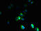 Tetraspanin 16 antibody, orb357363, Biorbyt, Immunocytochemistry image 