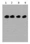 Enterokinase Cleavage Site tag antibody, AM26389PU-L, Origene, Western Blot image 