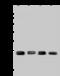 Progesterone Receptor Membrane Component 1 antibody, 202957-T44, Sino Biological, Western Blot image 