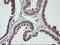 Tomoregulin-2 antibody, LS-C786983, Lifespan Biosciences, Immunohistochemistry paraffin image 