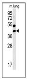 RAGE antibody, AP12168PU-N, Origene, Western Blot image 