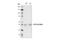 Solute Carrier Family 39 Member 7 antibody, 33176S, Cell Signaling Technology, Western Blot image 