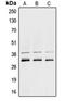 Heterogeneous Nuclear Ribonucleoprotein A1 antibody, orb214042, Biorbyt, Western Blot image 