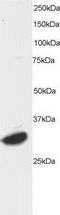 Activating Transcription Factor 7 antibody, NB300-899, Novus Biologicals, Western Blot image 