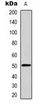 Growth/differentiation factor 6 antibody, LS-C413365, Lifespan Biosciences, Western Blot image 