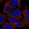 Seizure Related 6 Homolog Like antibody, HPA045135, Atlas Antibodies, Immunofluorescence image 