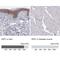 Plakophilin 1 antibody, NBP1-90042, Novus Biologicals, Immunohistochemistry paraffin image 