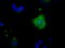 Tubulin Tyrosine Ligase Like 12 antibody, TA500816, Origene, Immunofluorescence image 