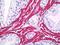 Actin Gamma 2, Smooth Muscle antibody, orb95824, Biorbyt, Immunohistochemistry paraffin image 