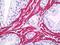 Actin Gamma 2, Smooth Muscle antibody, orb95824, Biorbyt, Immunohistochemistry paraffin image 