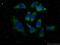 Eukaryotic Translation Initiation Factor 4E Binding Protein 1 antibody, 60246-1-Ig, Proteintech Group, Immunofluorescence image 