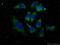 Eukaryotic Translation Initiation Factor 4E Binding Protein 1 antibody, 60246-1-Ig, Proteintech Group, Immunofluorescence image 