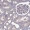 RAN Binding Protein 1 antibody, HPA065931, Atlas Antibodies, Immunohistochemistry frozen image 