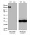 Ubiquitin Specific Peptidase 48 antibody, LS-C793834, Lifespan Biosciences, Western Blot image 