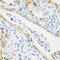 Cathepsin G antibody, 19-769, ProSci, Immunohistochemistry frozen image 