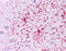 Glutamate dehydrogenase 1, mitochondrial antibody, ARP45708_P050, Aviva Systems Biology, Immunohistochemistry frozen image 