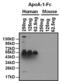 Apolipoprotein A1 antibody, MA5-14668, Invitrogen Antibodies, Western Blot image 