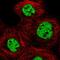 Mediator Complex Subunit 6 antibody, HPA069039, Atlas Antibodies, Immunofluorescence image 