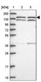 DEAH-Box Helicase 38 antibody, PA5-59525, Invitrogen Antibodies, Western Blot image 