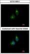 Protein Disulfide Isomerase Family A Member 5 antibody, LS-C186403, Lifespan Biosciences, Immunocytochemistry image 