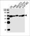 Autophagy Related 5 antibody, 64-229, ProSci, Western Blot image 