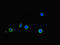 Apolipoprotein B MRNA Editing Enzyme Catalytic Subunit 3G antibody, LS-C677151, Lifespan Biosciences, Immunofluorescence image 