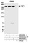 TATA-Box Binding Protein Associated Factor 1 antibody, A303-504A, Bethyl Labs, Immunoprecipitation image 