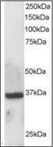 Apurinic/Apyrimidinic Endodeoxyribonuclease 1 antibody, orb89282, Biorbyt, Western Blot image 
