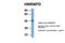 Heterogeneous Nuclear Ribonucleoprotein D antibody, 29-229, ProSci, Western Blot image 