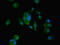 WAP Four-Disulfide Core Domain 2 antibody, CSB-PA09794A0Rb, Cusabio, Immunofluorescence image 