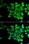 Tet Methylcytosine Dioxygenase 3 antibody, orb373651, Biorbyt, Immunofluorescence image 