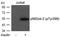 DOK2 antibody, P07956, Boster Biological Technology, Western Blot image 