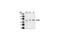 A-Raf Proto-Oncogene, Serine/Threonine Kinase antibody, 4432S, Cell Signaling Technology, Western Blot image 