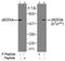 Docking Protein 1 antibody, LS-C203008, Lifespan Biosciences, Western Blot image 