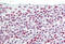 Caspase 10 antibody, MBS247113, MyBioSource, Immunohistochemistry frozen image 
