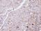 Glucagon Receptor antibody, NBP1-30971, Novus Biologicals, Immunohistochemistry frozen image 