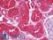 Secreted Phosphoprotein 1 antibody, LS-B10122, Lifespan Biosciences, Immunohistochemistry paraffin image 