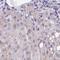 Nuclear Cap Binding Protein Subunit 1 antibody, NBP2-33897, Novus Biologicals, Immunohistochemistry frozen image 