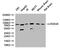 DEAD-Box Helicase 3 X-Linked antibody, CSB-PA006621LA01HU, Cusabio, Western Blot image 