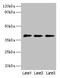 POU Class 5 Homeobox 1 antibody, CSB-PA11579A0Rb, Cusabio, Western Blot image 