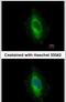 LIM Domain And Actin Binding 1 antibody, PA5-31776, Invitrogen Antibodies, Immunofluorescence image 