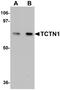 Tectonic Family Member 1 antibody, NBP1-77182, Novus Biologicals, Western Blot image 