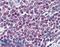 Nuclear Factor Of Activated T Cells 1 antibody, LS-B3051, Lifespan Biosciences, Immunohistochemistry paraffin image 