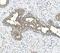 Galactosidase Alpha antibody, A01135-2, Boster Biological Technology, Immunohistochemistry paraffin image 