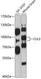 Cullin 3 antibody, 13-797, ProSci, Western Blot image 