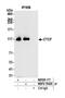 CCCTC-Binding Factor antibody, NBP2-76420, Novus Biologicals, Immunoprecipitation image 