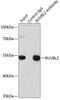 RuvB Like AAA ATPase 2 antibody, GTX64645, GeneTex, Immunoprecipitation image 