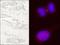 Kinesin Family Member 14 antibody, NB100-254, Novus Biologicals, Immunocytochemistry image 